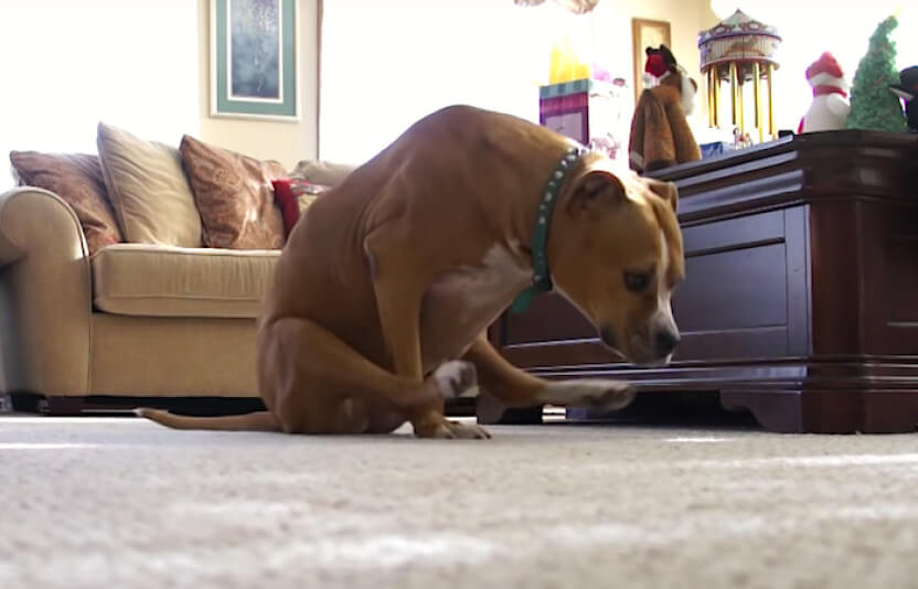 Собака «ездит на попе» по ковру